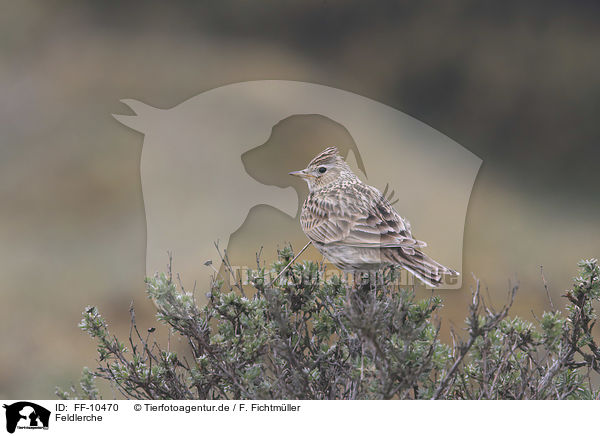 Feldlerche / common skylark / FF-10470