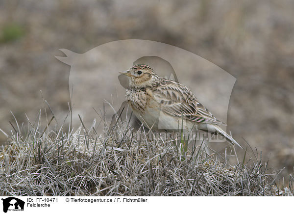 Feldlerche / common skylark / FF-10471