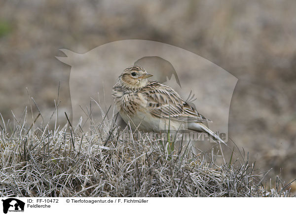 Feldlerche / common skylark / FF-10472