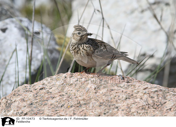 Feldlerche / common skylark / FF-10473