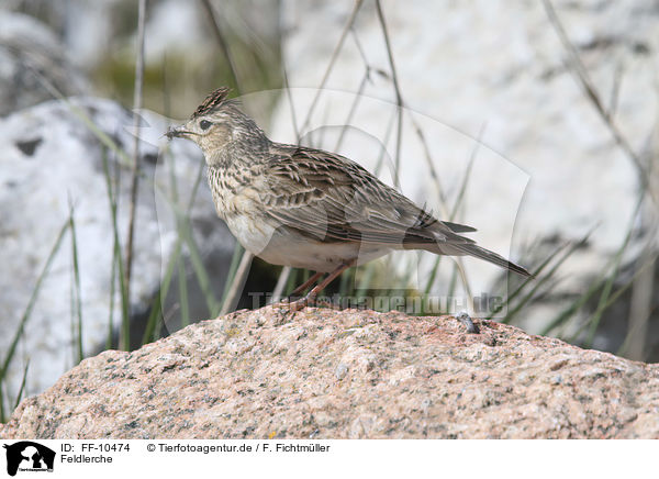 Feldlerche / common skylark / FF-10474