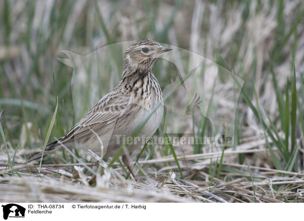 Feldlerche / Common Skylark / THA-08734