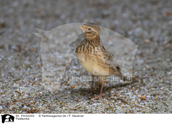 Feldlerche / Eurasian skylark / FH-02242