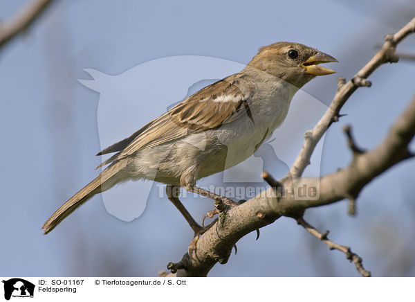 Feldsperling / tree sparrow / SO-01167