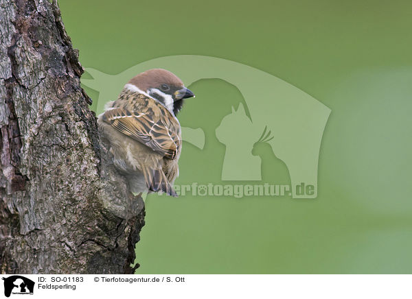 Feldsperling / tree sparrow / SO-01183
