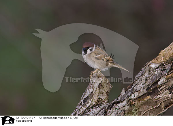 Feldsperling / tree sparrow / SO-01187