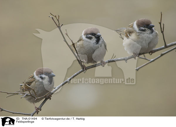 Feldsperlinge / Eurasian tree sparrows / THA-01494