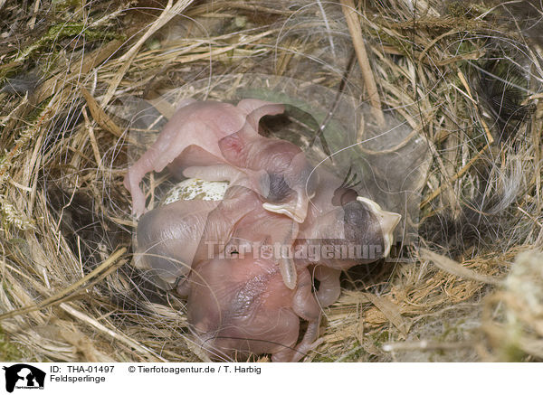 Feldsperlinge / Eurasian tree sparrows / THA-01497