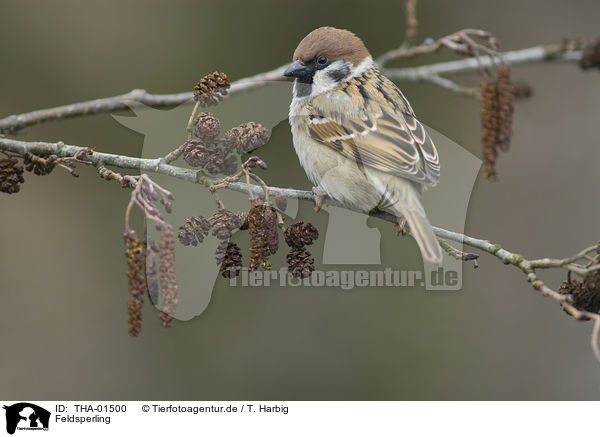 Feldsperling / Eurasian tree sparrow / THA-01500