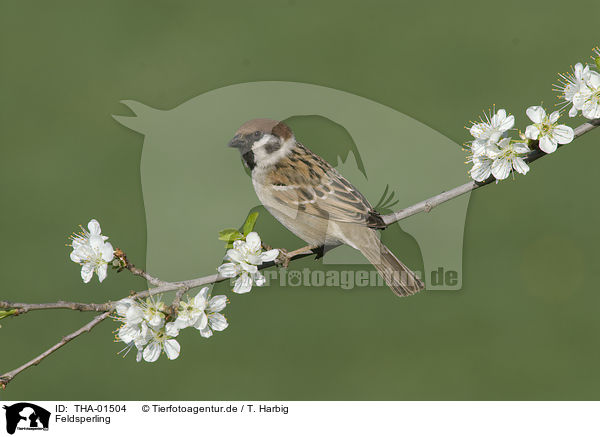 Feldsperling / Eurasian tree sparrow / THA-01504