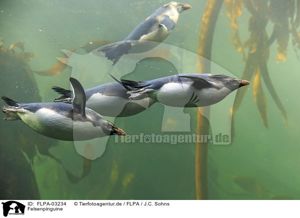 Felsenpinguine / Rockhopper Penguins / FLPA-03234