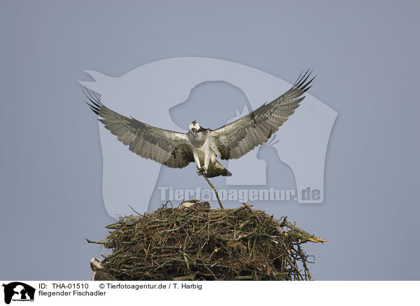 fliegender Fischadler / flying osprey / THA-01510
