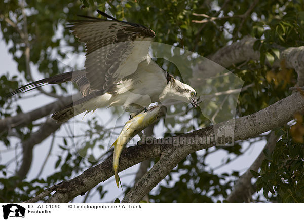 Fischadler / Osprey / AT-01090