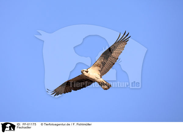 Fischadler / osprey / FF-01175