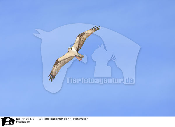 Fischadler / osprey / FF-01177