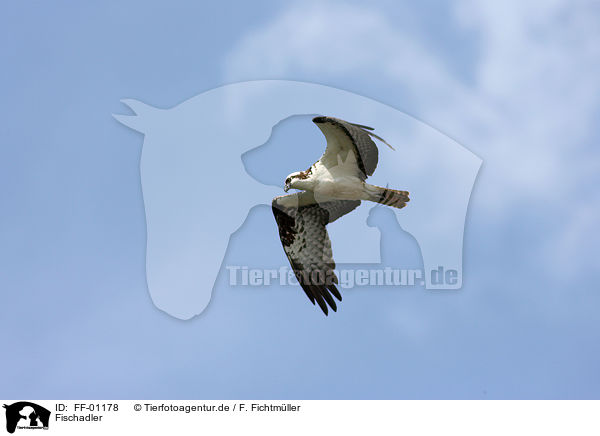 Fischadler / osprey / FF-01178