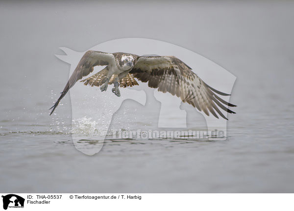 Fischadler / osprey / THA-05537