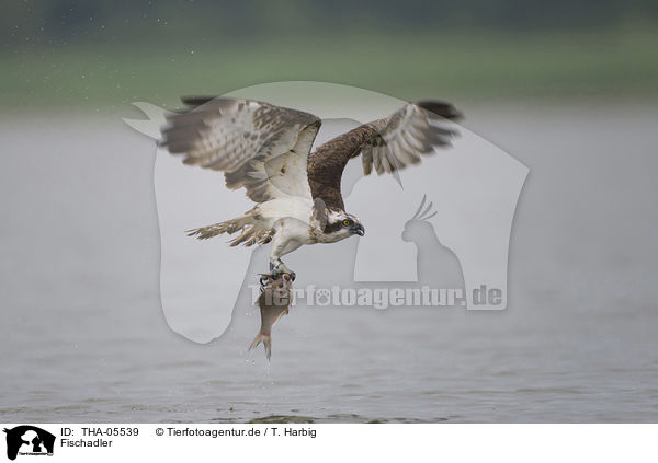 Fischadler / osprey / THA-05539