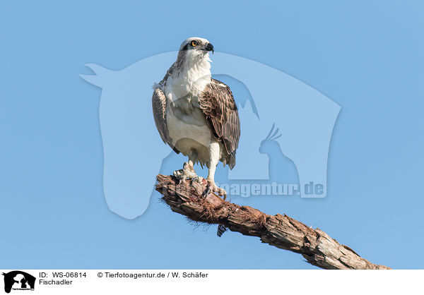 Fischadler / osprey / WS-06814