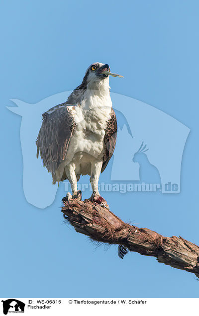 Fischadler / osprey / WS-06815