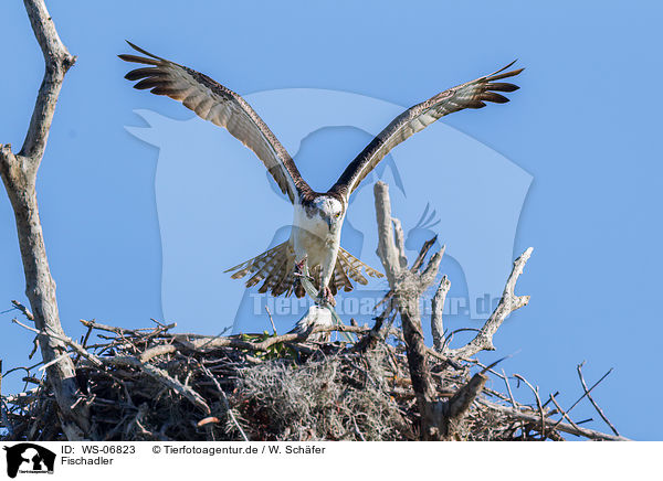 Fischadler / osprey / WS-06823