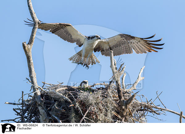 Fischadler / osprey / WS-06824