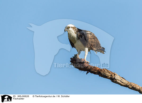 Fischadler / osprey / WS-06826