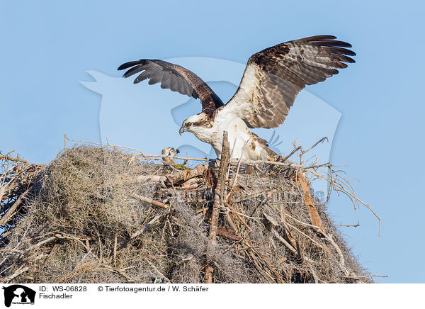 Fischadler / osprey / WS-06828