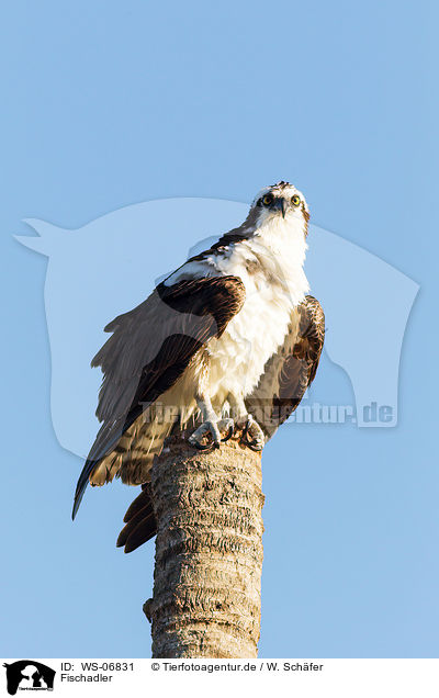 Fischadler / osprey / WS-06831