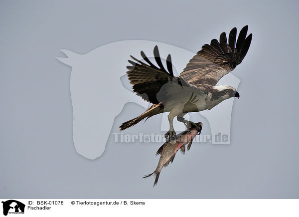 Fischadler / osprey / BSK-01078