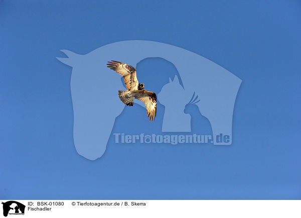 Fischadler / osprey / BSK-01080