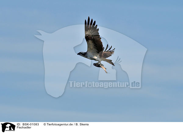 Fischadler / osprey / BSK-01083