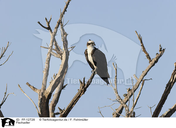 Fischadler / osprey / FF-12728
