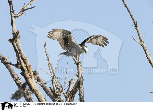 Fischadler / osprey / FF-12729