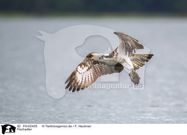 Fischadler / osprey / FH-02405