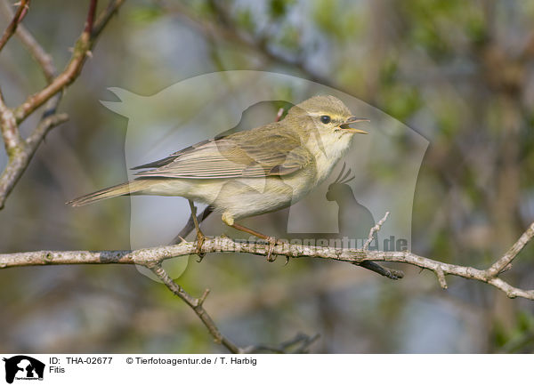 Fitis / willow warbler / THA-02677