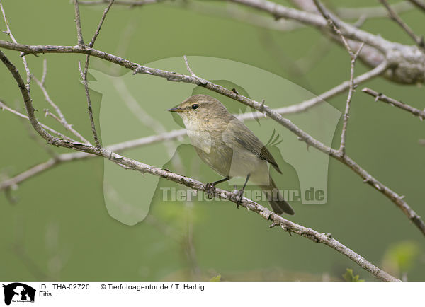 Fitis / willow warbler / THA-02720