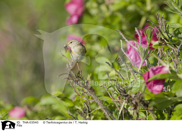 Fitis / willow warbler / THA-03540