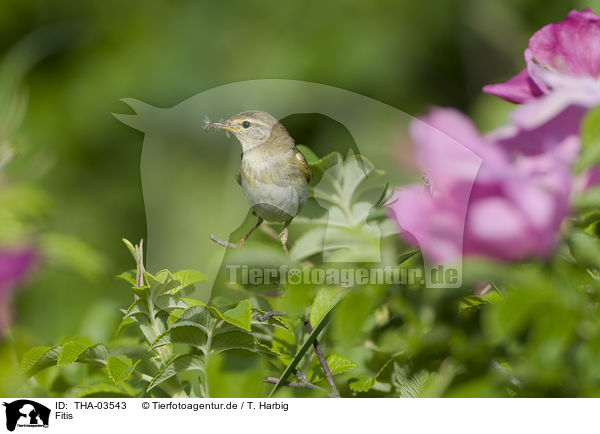 Fitis / willow warbler / THA-03543