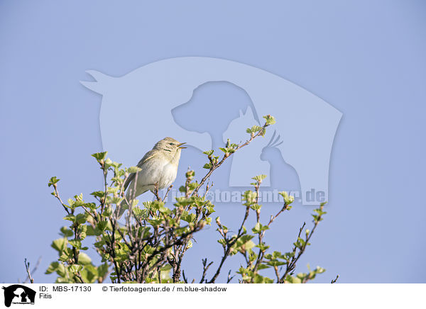 Fitis / willow warbler / MBS-17130