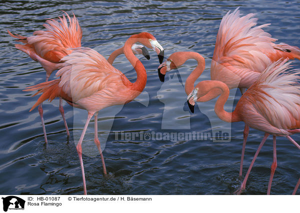 Rosa Flamingo / HB-01087