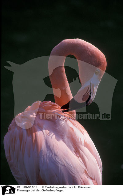 Flamingo bei der Gefiederpflege / HB-01105