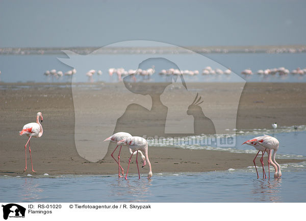 Flamingos / flamingos / RS-01020
