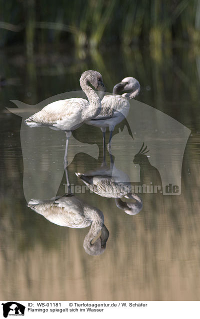 Flamingo spiegelt sich im Wasser / Flamingo / WS-01181