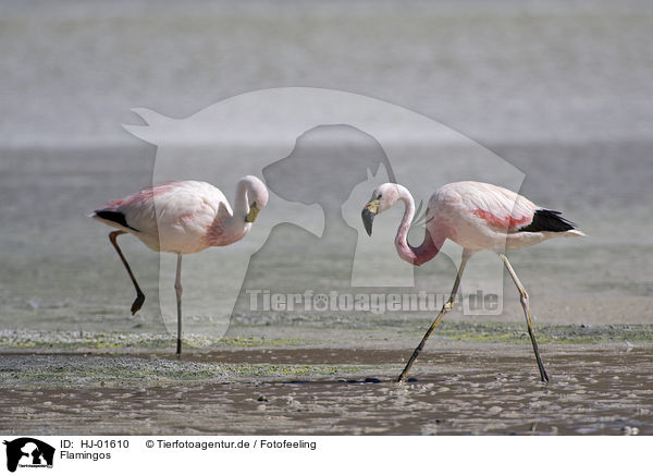 Flamingos / Flamingos / HJ-01610