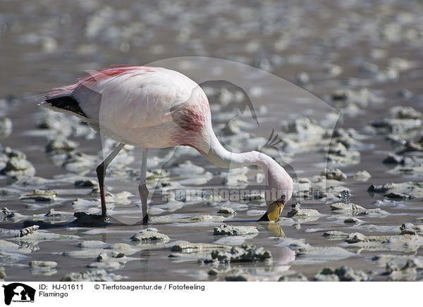 Flamingo / Flamingo / HJ-01611