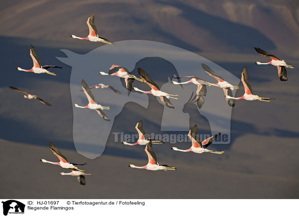 fliegende Flamingos / HJ-01697