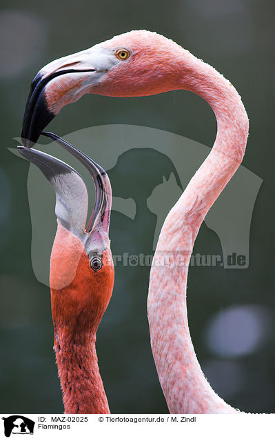 Flamingos / Flamingos / MAZ-02025