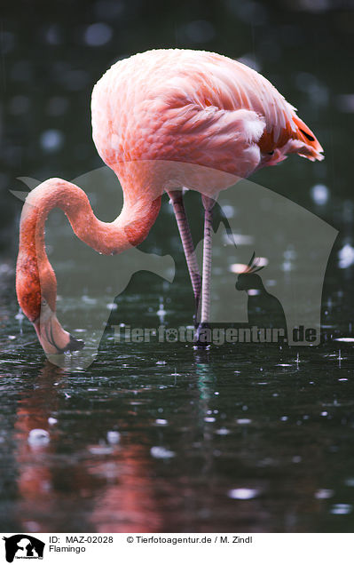 Flamingo / Flamingo / MAZ-02028