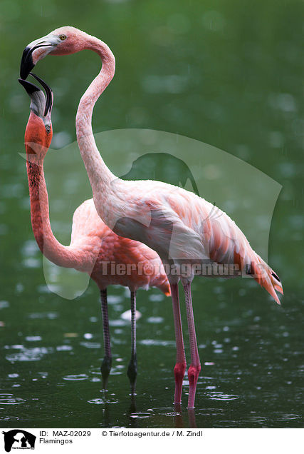 Flamingos / Flamingos / MAZ-02029